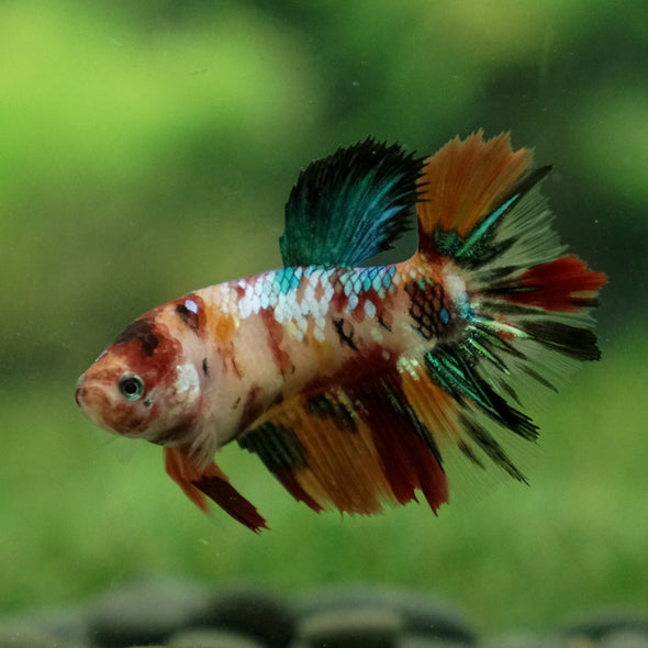 Multicolor/ Galaxy Koi Halfmoon- Female- 13 Weeks Old