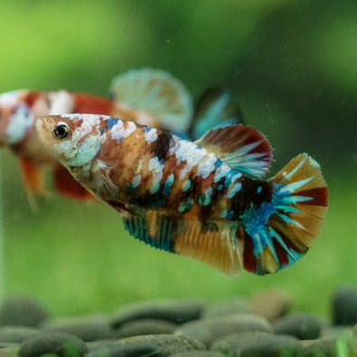 Multicolor/ Galaxy Koi Plakat- Female- 13 Weeks Old