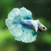 Dumbo Halfmoon - 12 weeks old