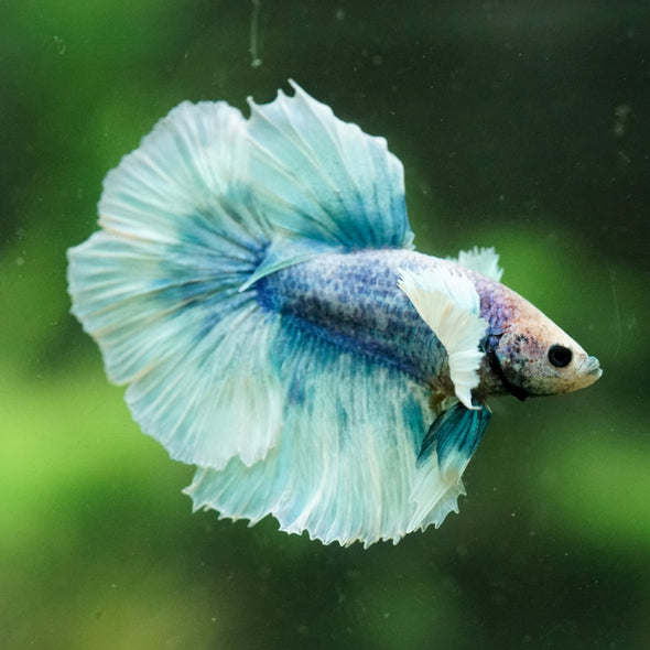 Dumbo Halfmoon - 12 weeks old
