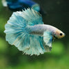 Dumbo Halfmoon - 12 weeks old