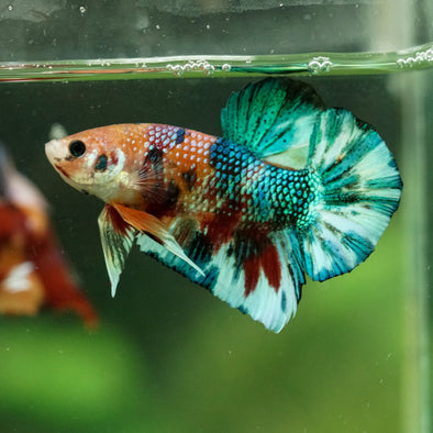 Multicolor/Galaxy Koi Plakat -16 weeks Old