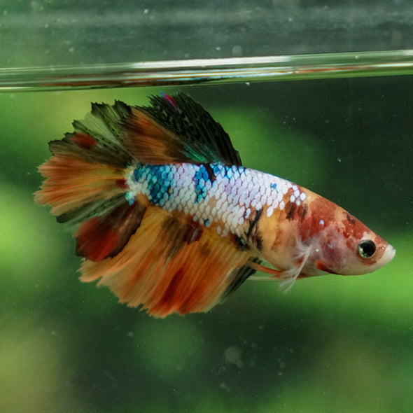 Multicolor/ Galaxy Koi Halfmoon- Female- 13 Weeks Old