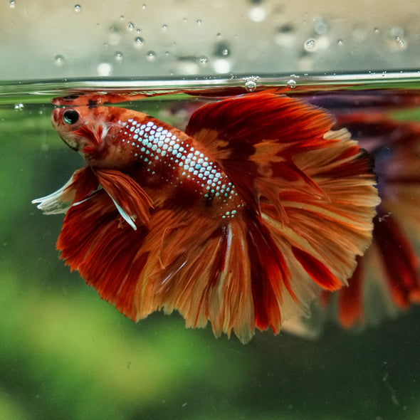 Galaxy/Candy Koi Halfmoon - 14 weeks old