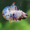 Multicolor/Galaxy Koi Plakat -16 weeks Old