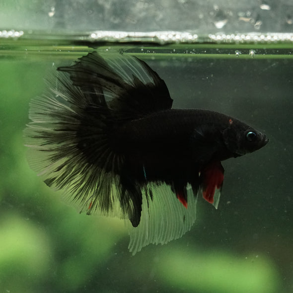 Black Base Galaxy Koi Halfmoon (Avatar) - 14 weeks old