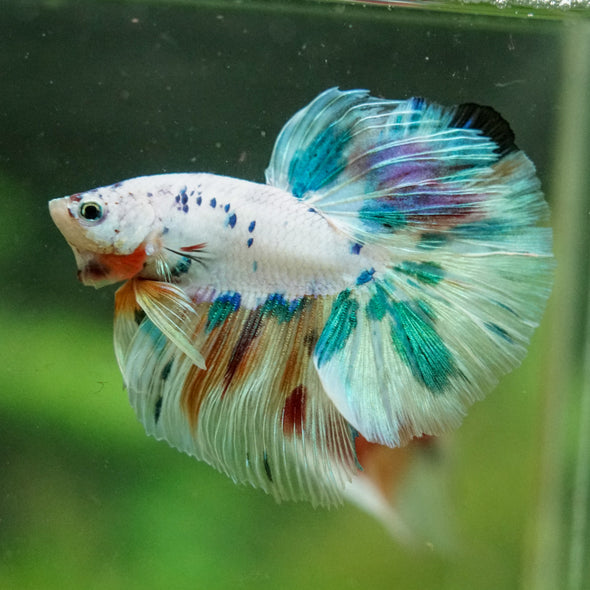 Galaxy/Candy Koi Halfmoon - 14 weeks old