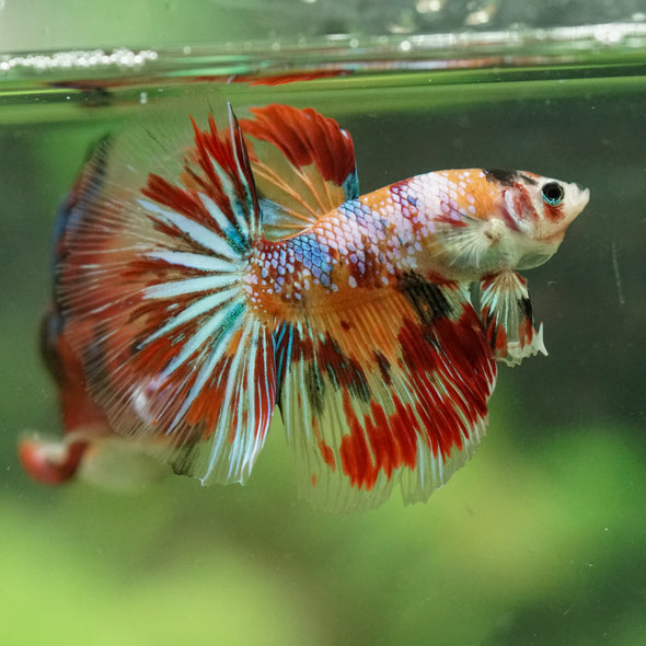Galaxy/Candy Koi Halfmoon - 11 weeks old