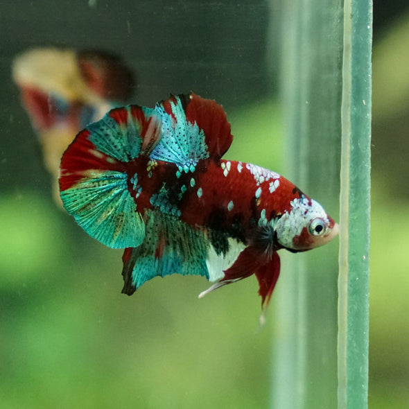 Multicolor/Galaxy Koi Plakat -11 weeks Old