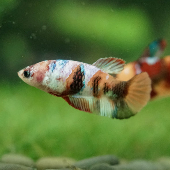 Multicolor/ Galaxy Koi Plakat- Female- 13 Weeks Old