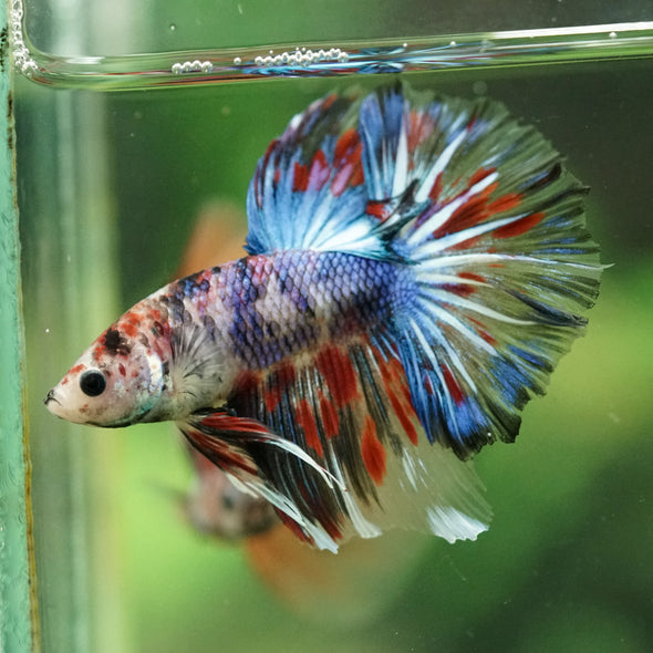 Galaxy/Candy Koi Halfmoon - 14 weeks old