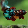 Multicolor/Galaxy Koi Plakat -16 weeks Old