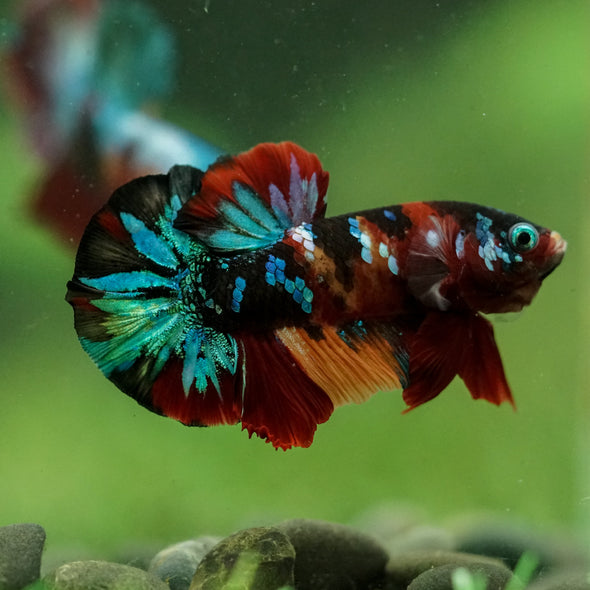 Multicolor/Galaxy Koi Plakat -16 weeks Old
