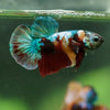 Multicolor/Galaxy Koi Plakat -16 weeks Old