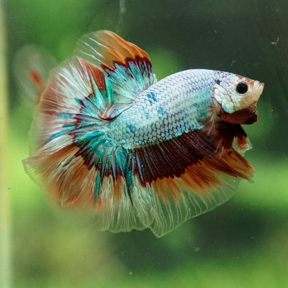 Galaxy/Candy Koi Halfmoon - 13 weeks old