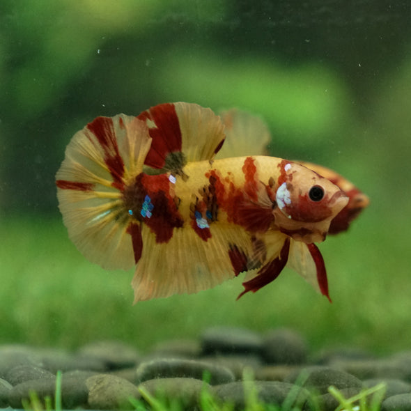 Multicolor/Galaxy Koi Plakat -13 weeks Old