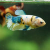 Multicolor/ Galaxy Koi Plakat- Female- 13 Weeks Old
