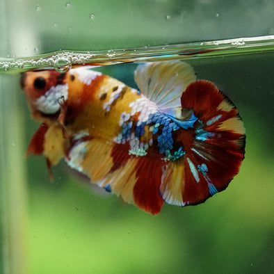 Multicolor/Galaxy Koi Plakat -16 weeks Old