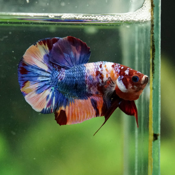 Multicolor/Galaxy Koi Plakat -16 weeks Old