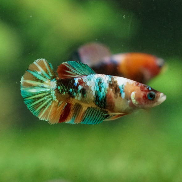 Multicolor/ Galaxy Koi Plakat - Female- 13 Weeks Old