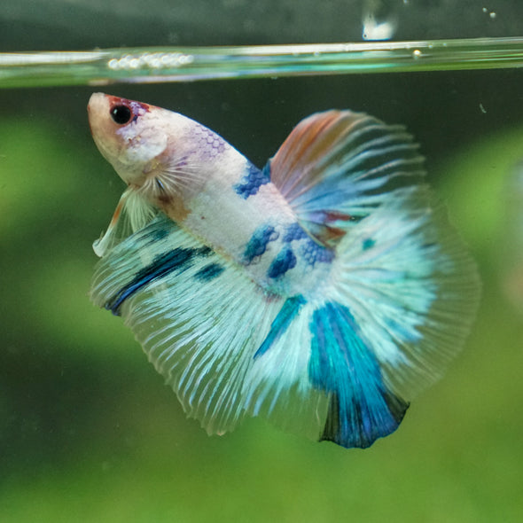 Galaxy/Candy Koi Halfmoon - 11 weeks old