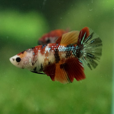 Multicolor/ Galaxy Koi Halfmoon- Female- 13 Weeks Old