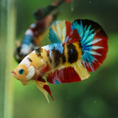 Multicolor/Galaxy Koi Plakat -16 weeks Old