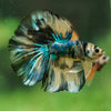 Galaxy/Candy Koi Halfmoon - 14 weeks old