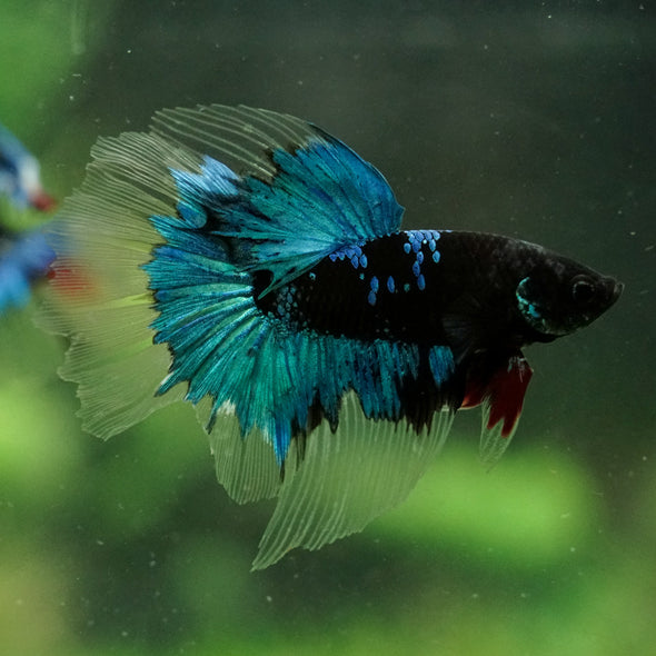 Black Base Galaxy Koi Halfmoon (Avatar) - 14 weeks old
