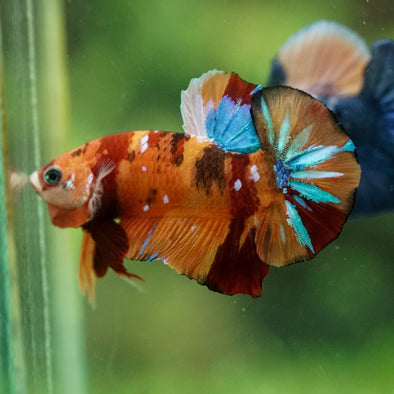 Multicolor/Galaxy Koi Plakat -16 weeks Old