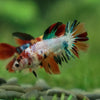 Multicolor/ Galaxy Koi Halfmoon- Female- 13 Weeks Old