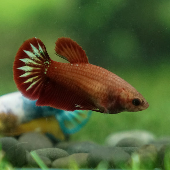 Red Fancy Plakat 13 Week Old- Female