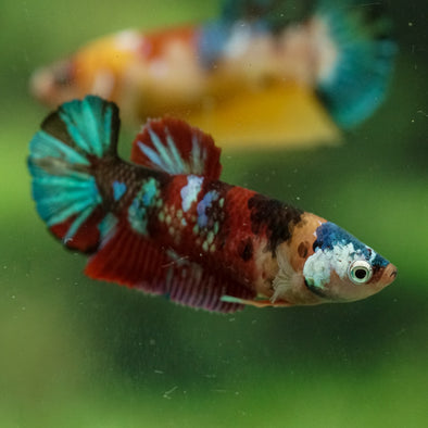 Multicolor/ Galaxy Koi Plakat- Female- 13 Weeks Old