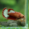 Red Fancy Plakat 13 Week Old- Female