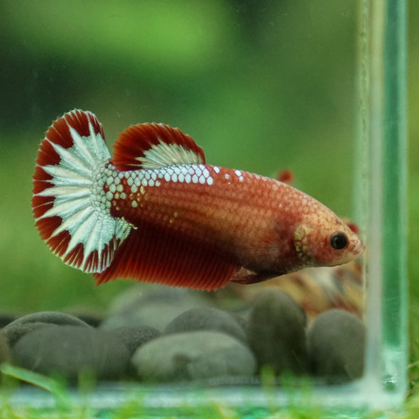 Red Fancy Plakat 13 Week Old- Female