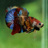 Multicolor/Galaxy Koi Plakat -16 weeks Old