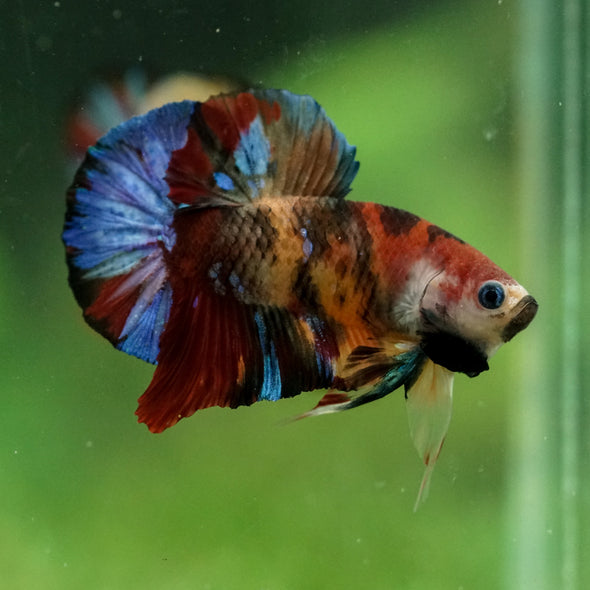 Multicolor/Galaxy Koi Plakat -16 weeks Old