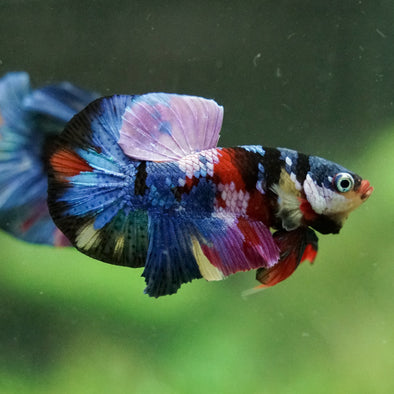 Galaxy Koi- Customer’s request