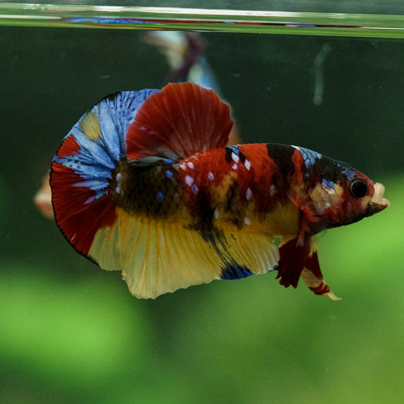 Multicolor/Galaxy Koi Plakat -15 weeks Old