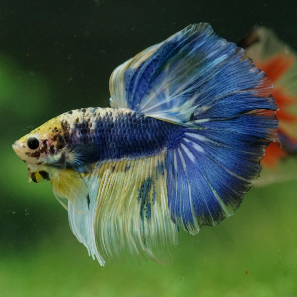 Galaxy/Candy Koi Halfmoon - 11 weeks old