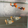 Koi dumbo Guppy pair - USA Bred