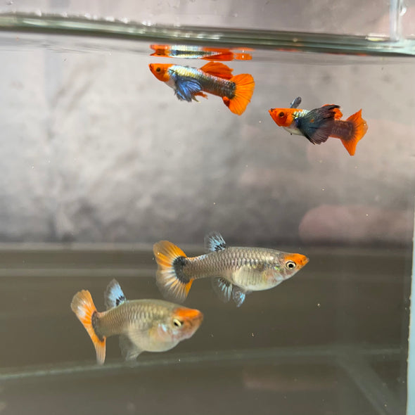 Koi dumbo Guppy pair - USA Bred