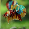 Multicolor/Galaxy Koi Plakat -16 weeks Old