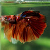 Galaxy/Candy Koi Halfmoon - 14 weeks old