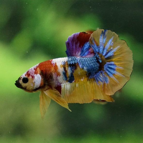 Multicolor/Galaxy Koi Plakat -13 weeks Old