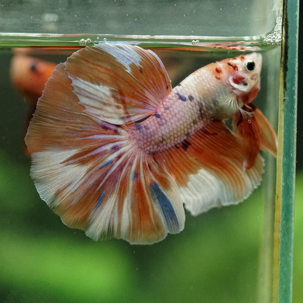 Galaxy/Candy Koi Halfmoon - 14 weeks old
