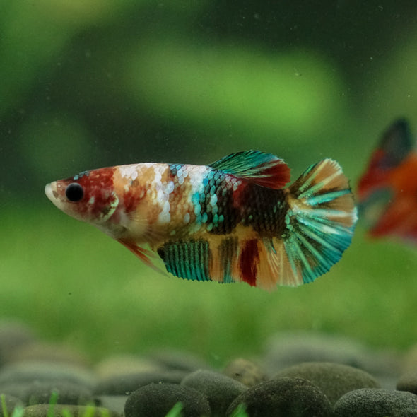 Multicolor/ Galaxy Koi Plakat - Female- 13 Weeks Old