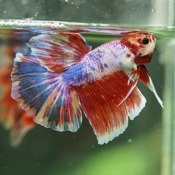 Galaxy/Candy Koi Halfmoon - 11 weeks old