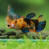Multicolor/ Galaxy Koi Plakat- Female- 13 Weeks Old