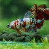 Multicolor/ Galaxy Koi Plakat - Female- 13 Weeks Old